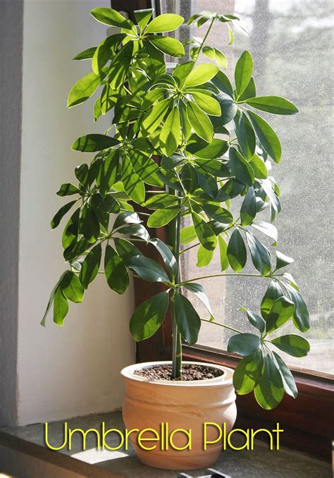 are umbrella plants good for air quality